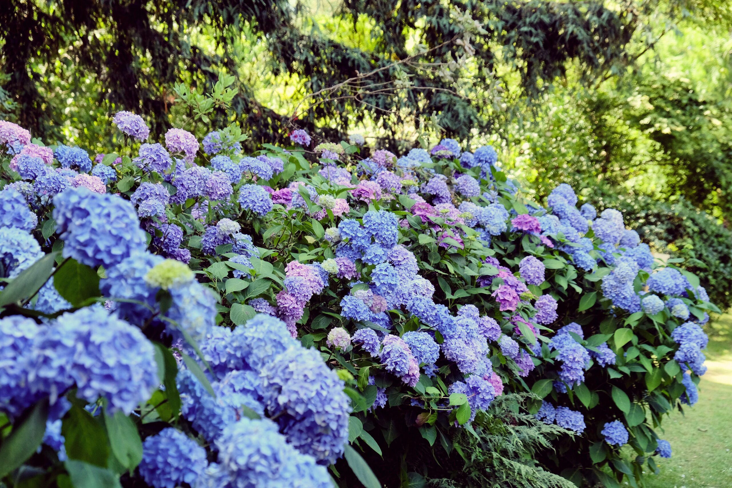 Hydrangea macrophylla Mophead in 4 colours