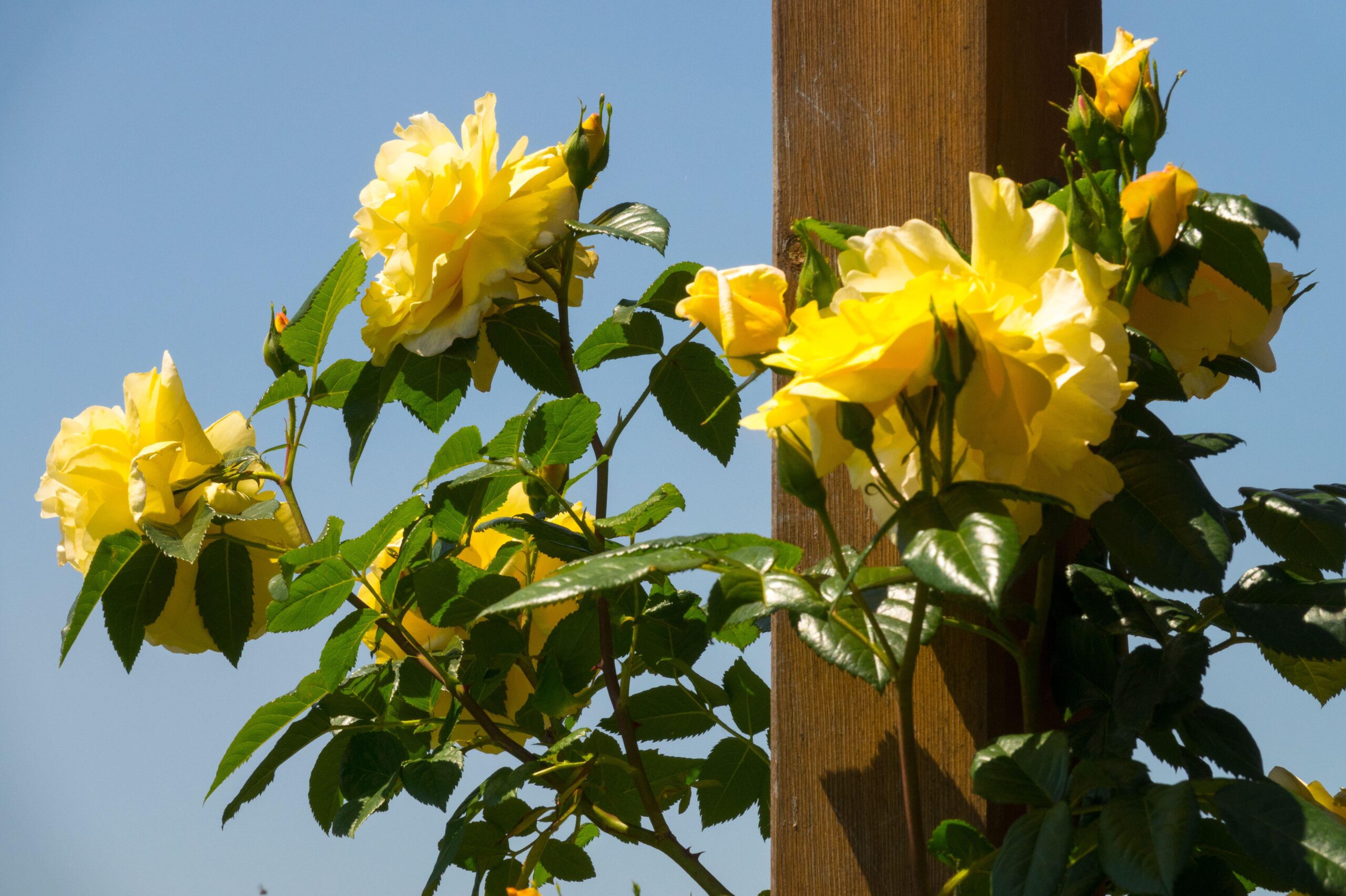 Rosa ‘Golden Showers’