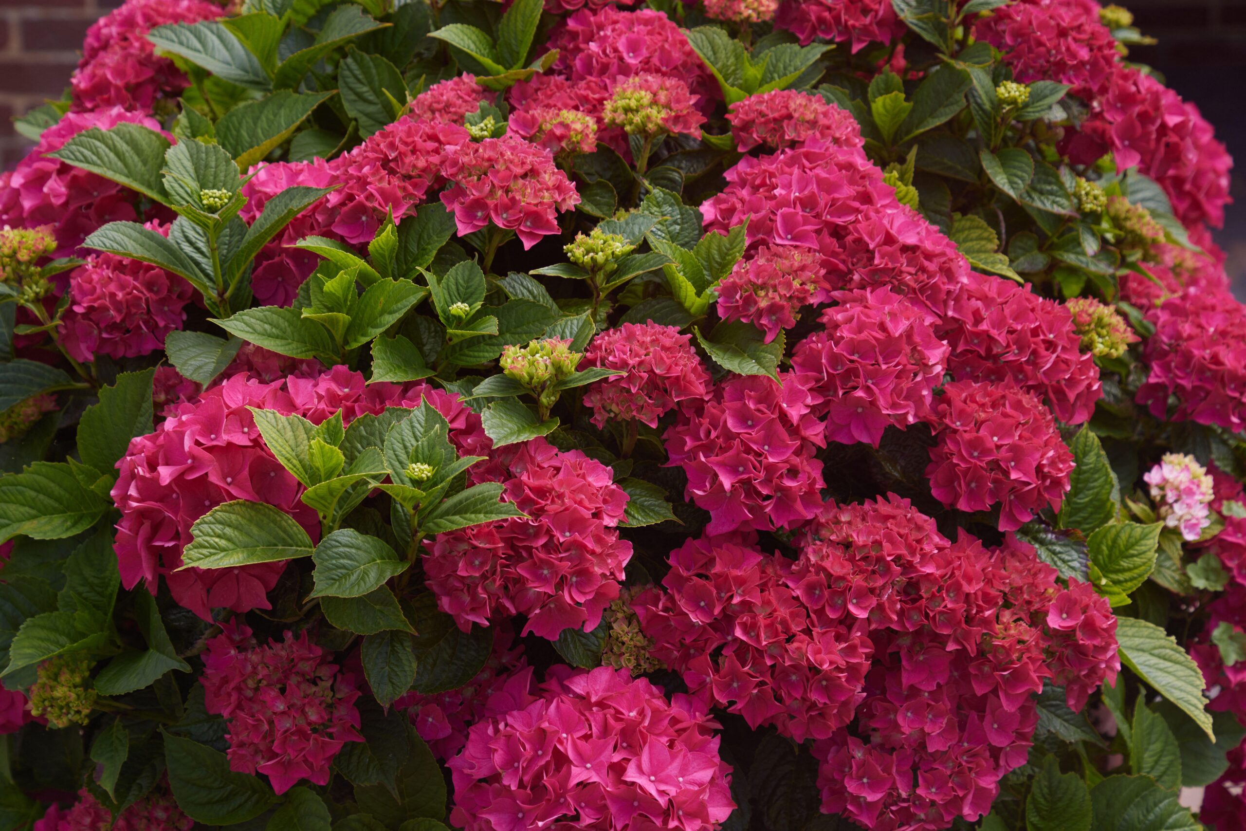Hydrangea macrophylla Mophead in 4 colours - Image 2