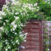 Rosa ‘Guirlande d’Amour’ - 5L pot