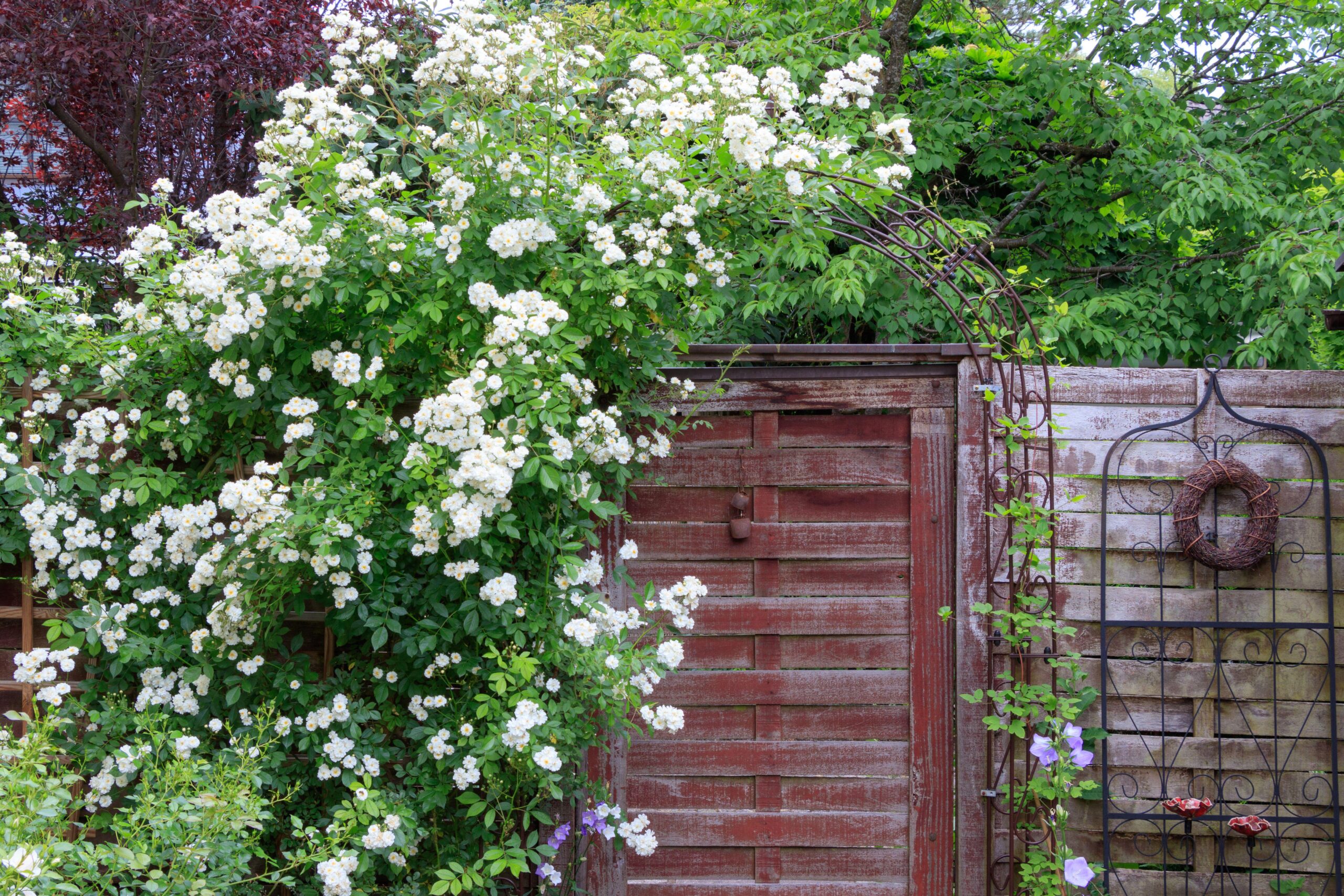 Rosa ‘Guirlande d’Amour’