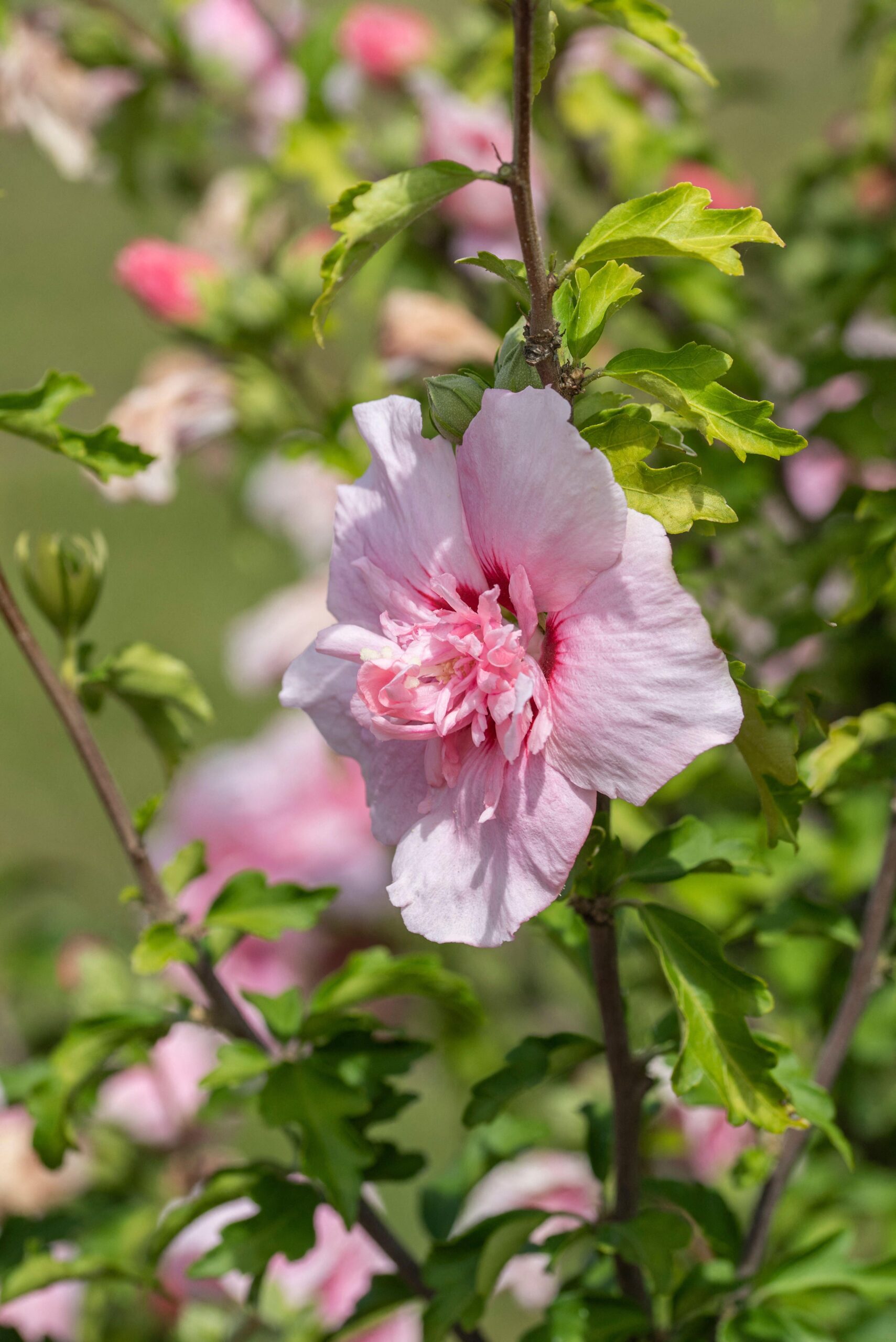 Hibiscus syr. 'pink chiffon'