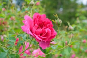 Rosa Thomas a Becket - David Austin Rose in flower