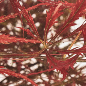 Acer palmatum 'Emma', Japanese Maple