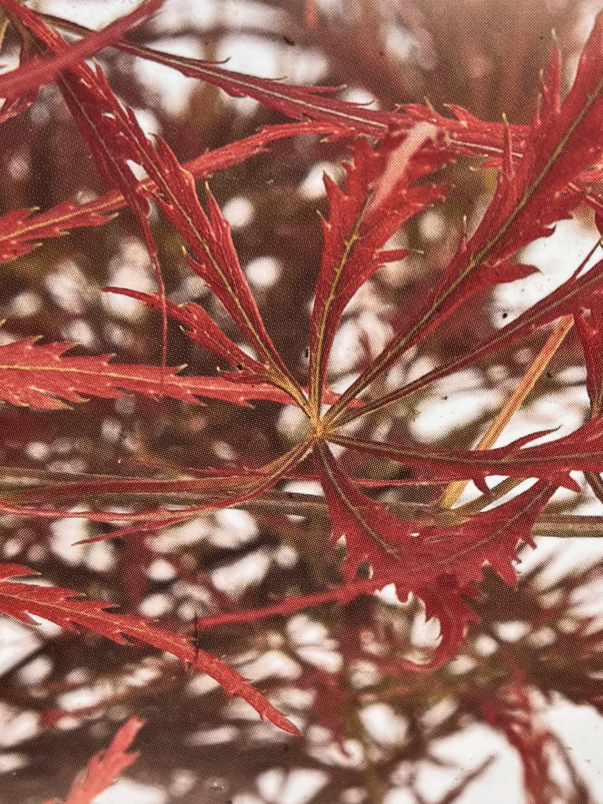 Acer palmatum 'Emma', Japanese Maple