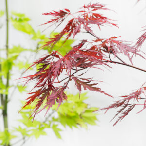 Acer palm. 'firecracker'