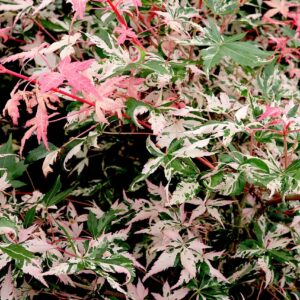 Acer palm. 'oridono', Japanese Maple