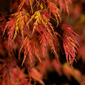 Acer palm. 'seiryu'