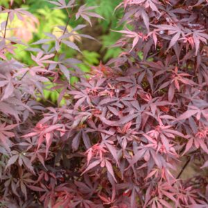 Acer-palm.-skeeters-broom