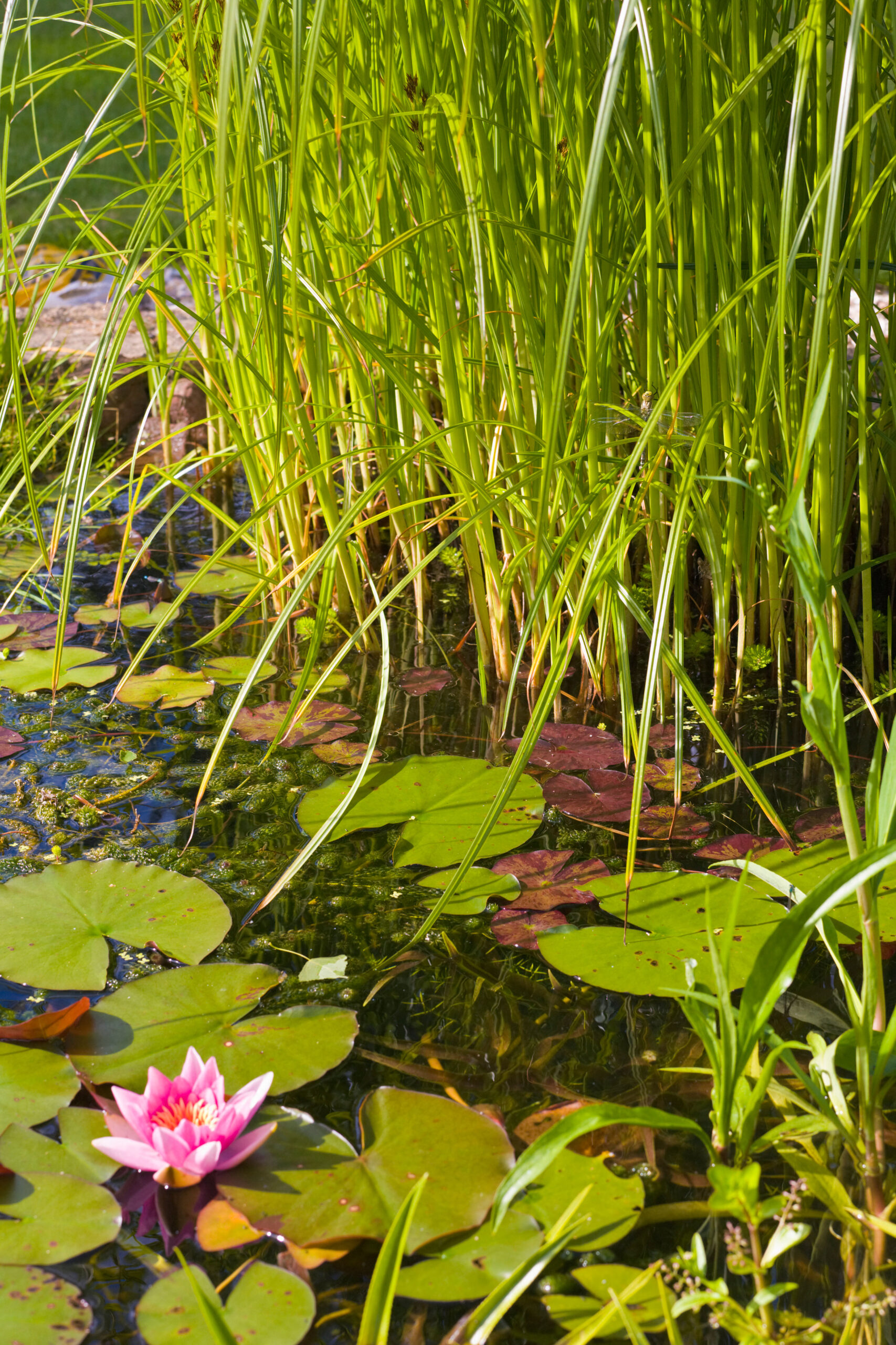 Aquatic Plants - in varieties - Image 2