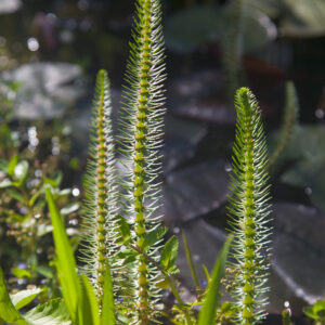 Aquatic Plants - in varieties
