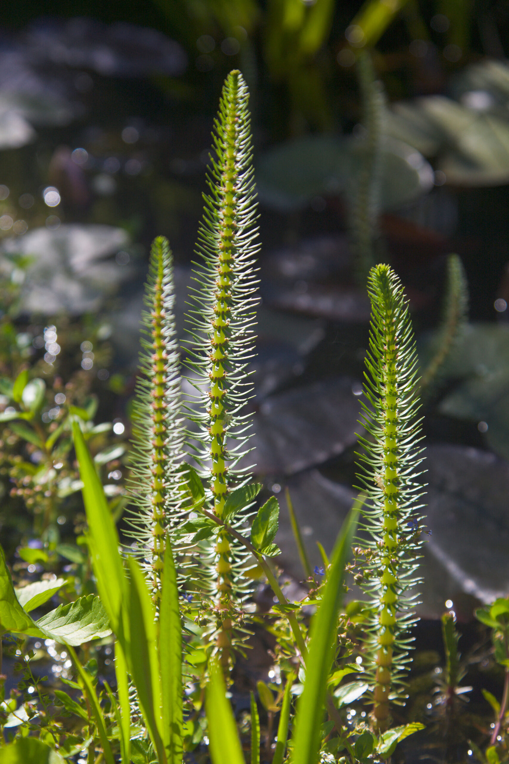 Aquatic Plants - in varieties