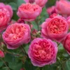 David Austin Rose, Rosa boscobel
