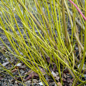 Cornus Flaviramea, Golden twigged dogwood