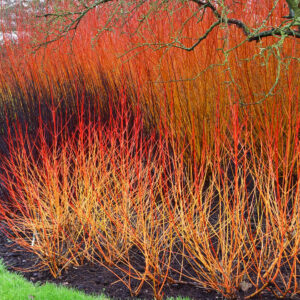 Cornus alba kesselringii