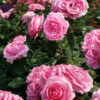 Rosa ‘Guita Renaissance’ - 5L pot