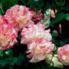 Rosa ‘Handel’ - 5L pot