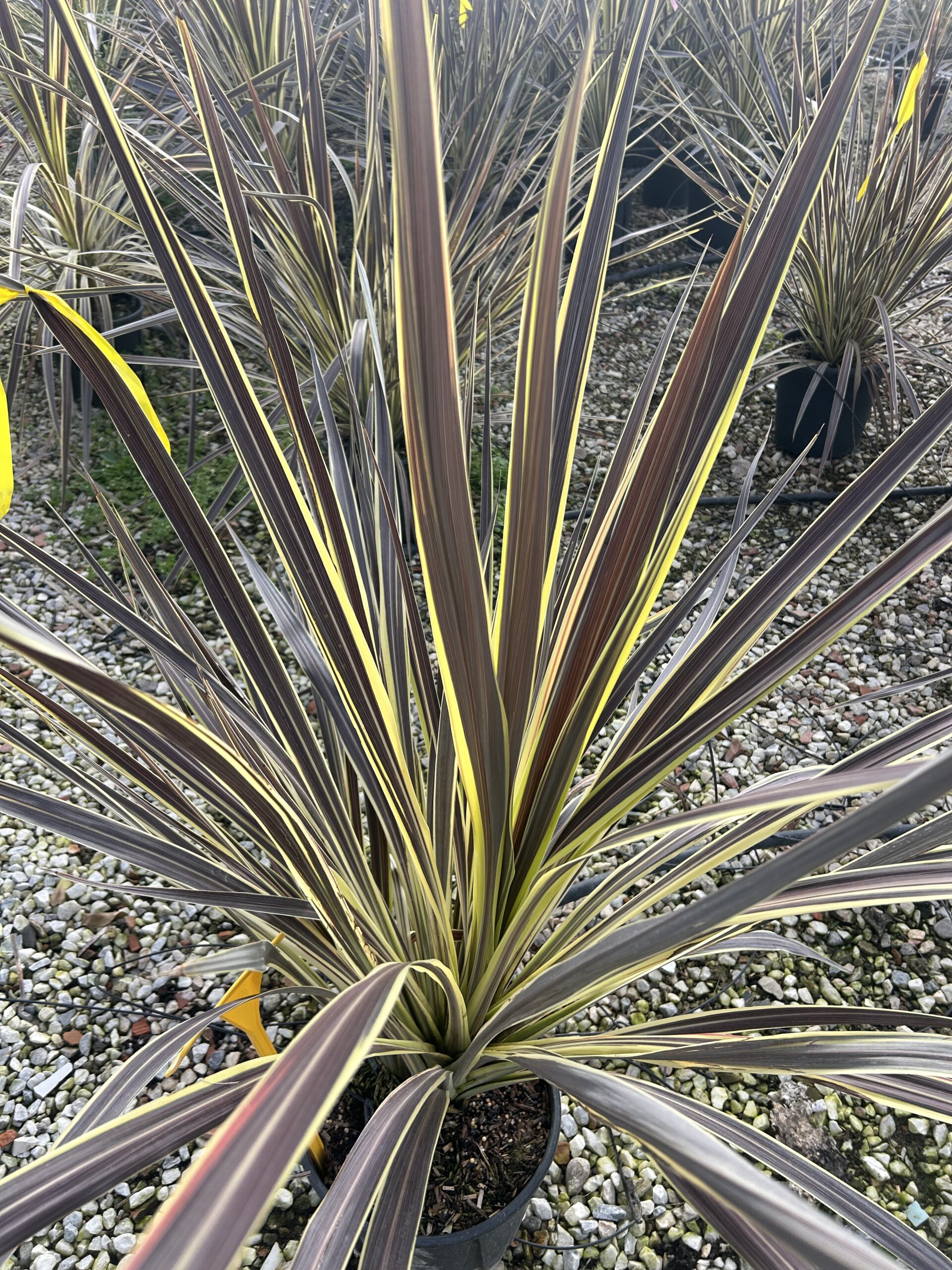 Cordyline australis ‘Electric Flash’