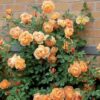 David Austin Rose, Rosa boscobel