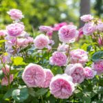 David Austin Rose - Rosa 'Olivia Rose Austin'