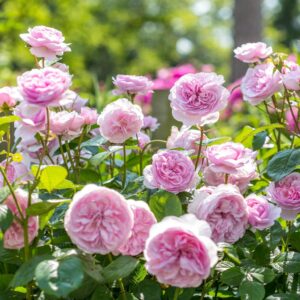 David Austin Rose - Rosa 'Olivia Rose Austin'