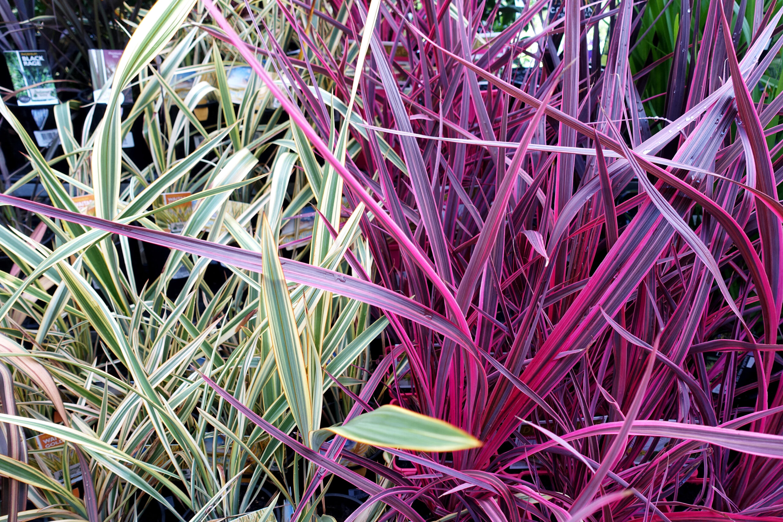 Cordyline australis ‘Electric Pink’