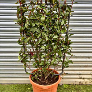 Red Robin Compacta Espalier