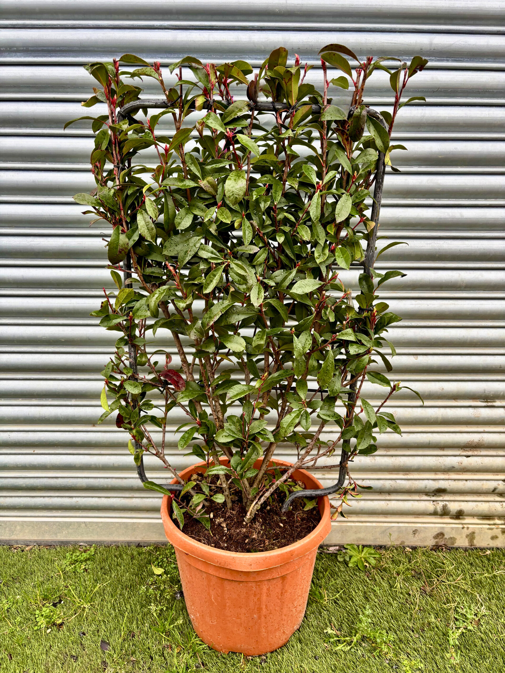 Red Robin Compacta Espalier