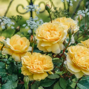 David Austin Rose - Rosa 'The Poet's Wife'