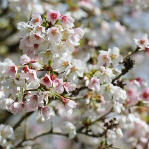 Prunus koujou no mai, Ornamental Cherry Blossom