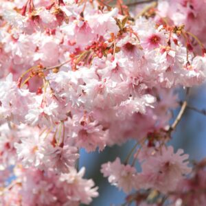 The beautiful pink cherry blossom of the Prunus incisa 'Oshidori' tree