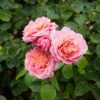 Rosa Eustacia Vye - David Austin Rose