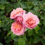 Rosa Eustacia Vye - David Austin Rose
