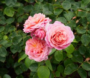 Rosa Eustacia Vye - David Austin Rose