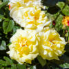 Rosa ‘Lichtkönigin Lucia’ - 5L pot