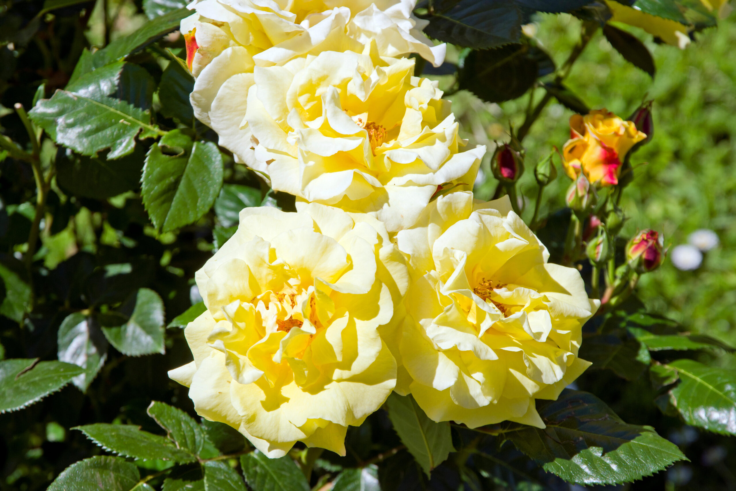 Rosa ‘Lichtkönigin Lucia’
