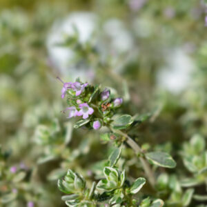 Thymus x citrodorus 'Lady D'