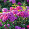 David Austin Rose - Rosa Princess Anne