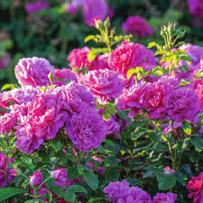 David Austin Rose - Rosa Princess Anne