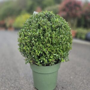Ilex crenata 'Jenny' topiary balls