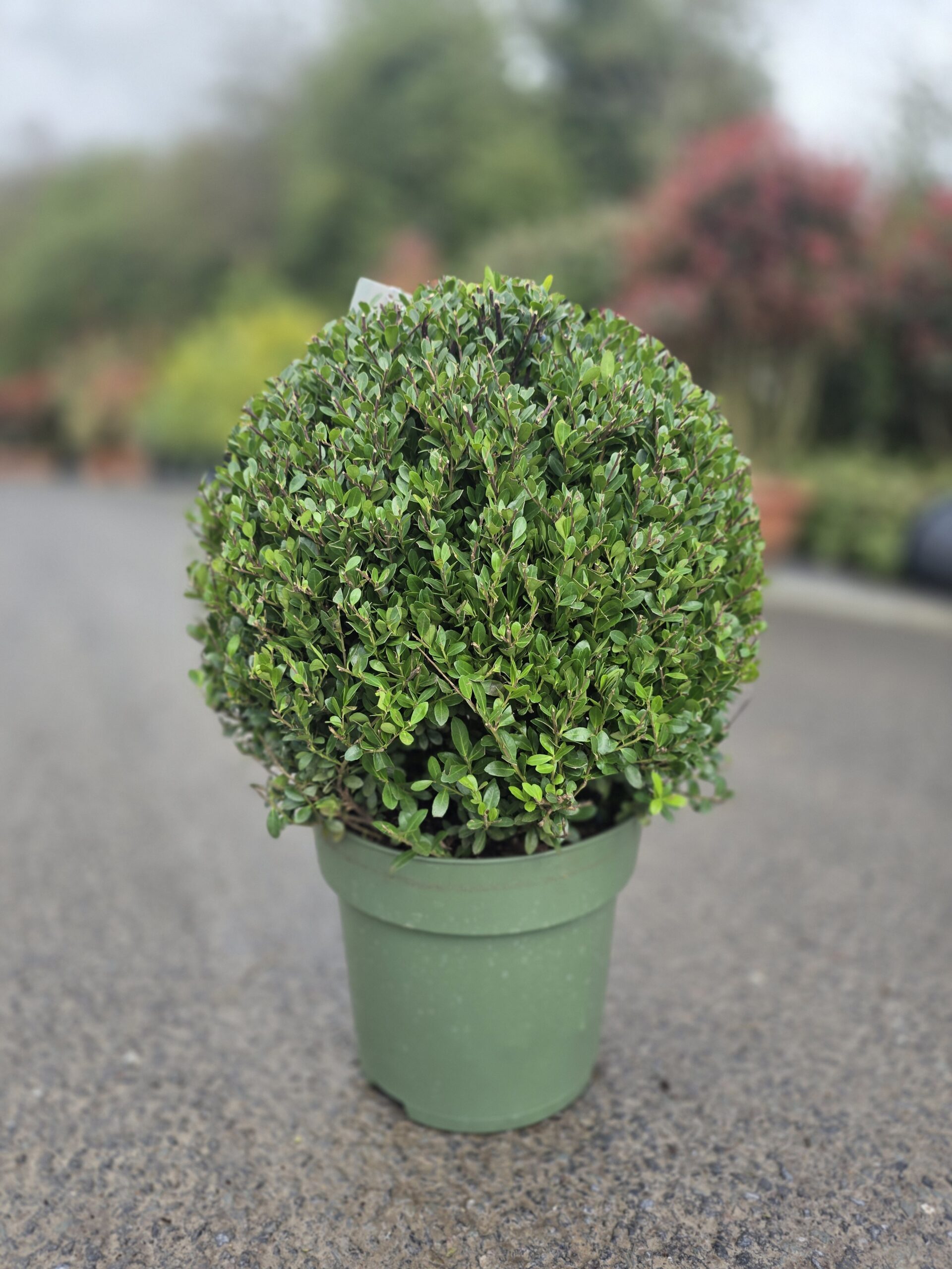 Ilex crenata 'Jenny' topiary balls