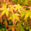 Acer ‘Summergold’ - 30L 150-175cm