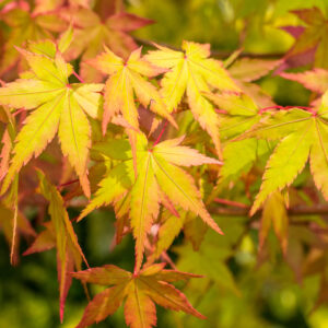Acer ‘Summergold’
