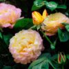 Rosa ‘Madame Meilland’ Half Standard - 5L Half standard