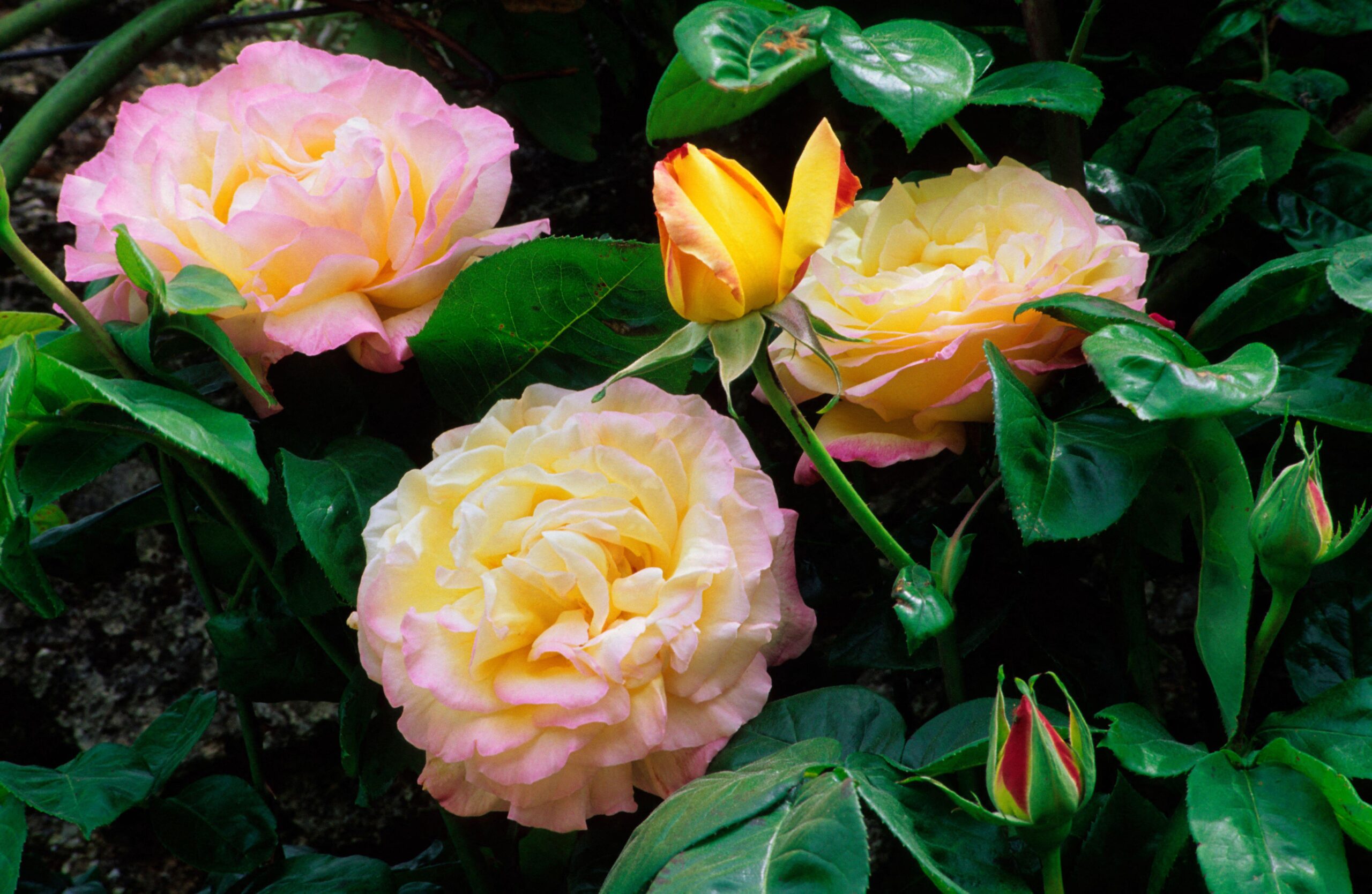 Rosa ‘Madame Meilland’ Half Standard