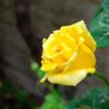 Rosa ‘Landora’ Half Standard - 5L Half standard