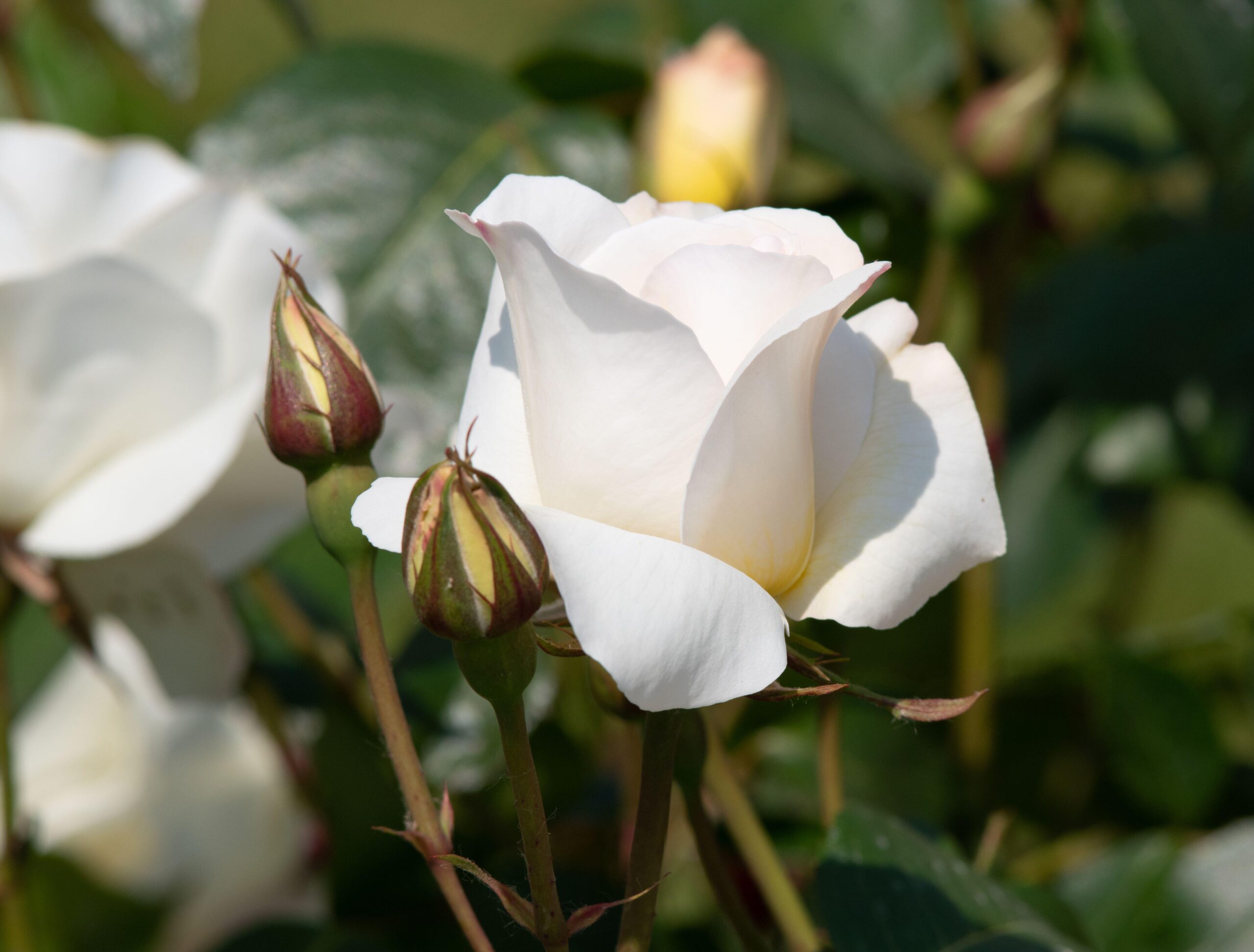 Rosa ‘Grand Nord’ Half Standard