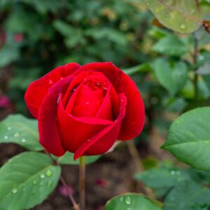 Rosa ‘Mr Lincoln’ Half Standard