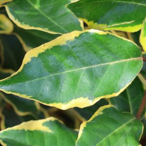 Elaeagnus ebbingei ‘Viveleg’ Espalier Frame