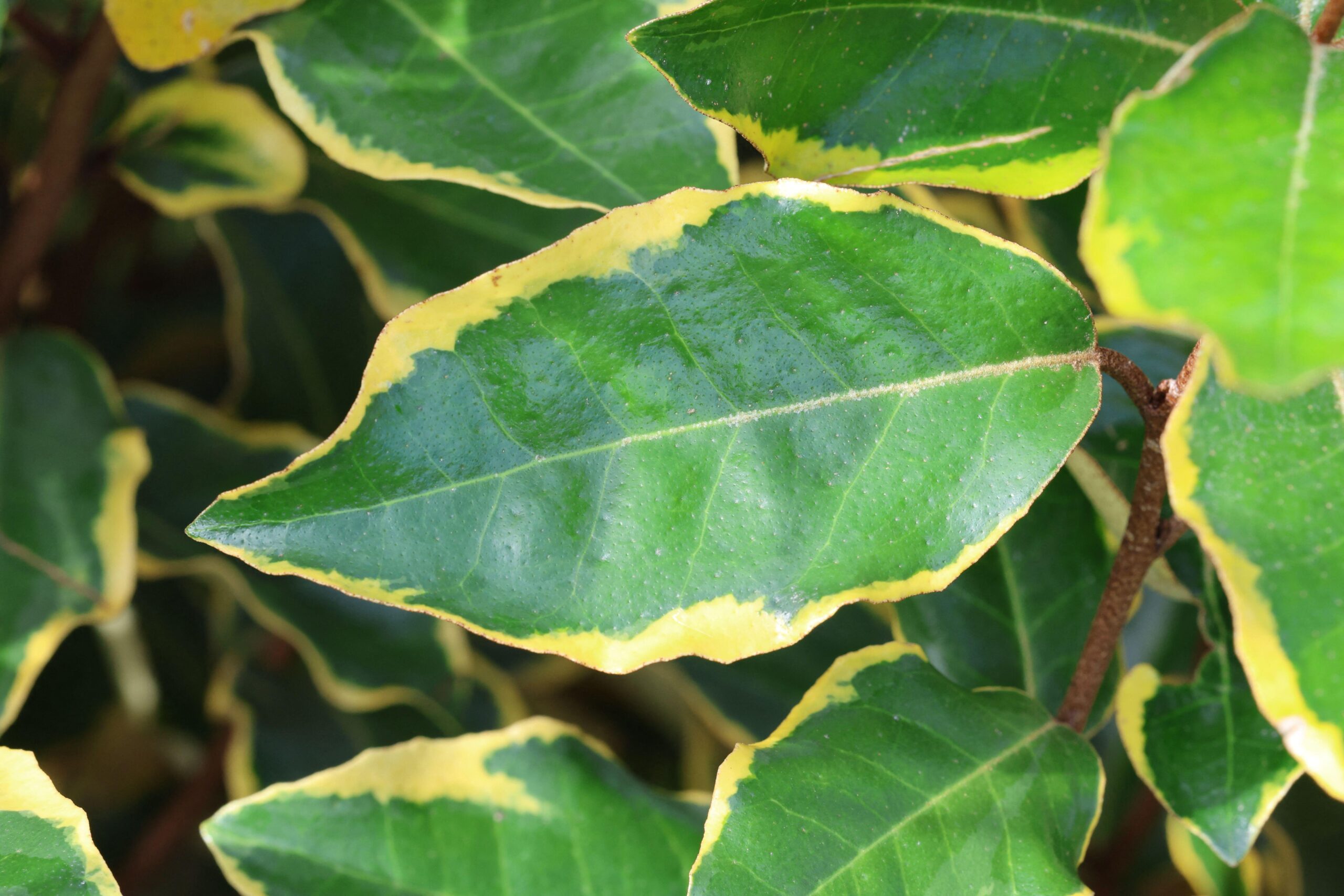 Elaeagnus ebbingei ‘Viveleg’ Espalier Frame